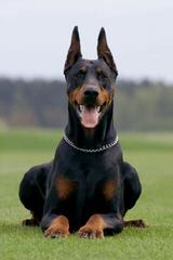 kandjdesert dobermans - Dog Breeders