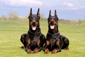 kandjdesert dobermans - Dog Breeders