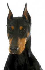 Doberman Von Ryans Luxus - Dog and Puppy Pictures