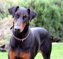 Doodleman Pinchers/Dobermans - Dog Breeders