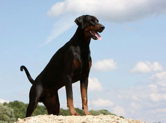 Doberman Puppies - Dog Breeders