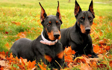 Sculptors Dobermann Kennel - Dog Breeders