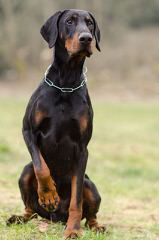 Doberman, Pinscher, Puppies, For, Sale - Dog Breeders