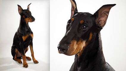 Vor Allem Dobermanns Reg’d - Dog and Puppy Pictures