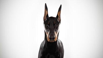 Doberman Von Ryans Luxus - Dog Breeders