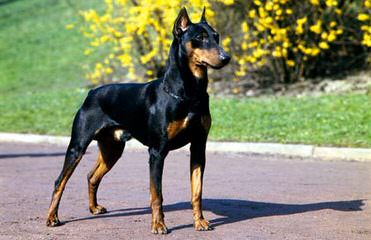 Doberman Von Ryans Luxus - Dog and Puppy Pictures