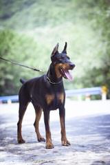 Doberman Puppies - Dog Breeders