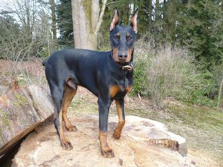 Dobermans - Dog and Puppy Pictures