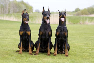 Dobermans - Dog and Puppy Pictures