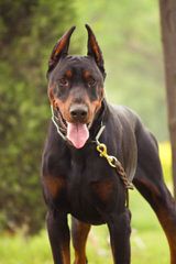 Doberman Von Ryans Luxus - Dog Breeders