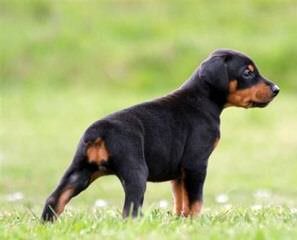 Dawhenya Dobermans - Dog Breeders