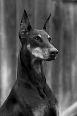 Mossyoak Dobermans - Dog and Puppy Pictures