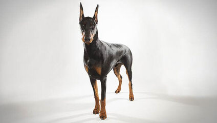 Doberman Looking To Breed - Dog Breeders