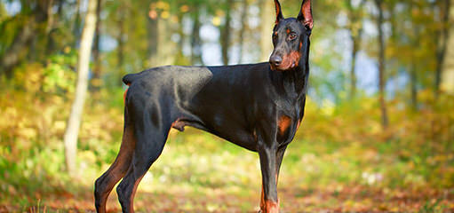 Doberman Acres - Dog and Puppy Pictures