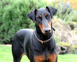 Robert’s Dobies - Dog Breeders