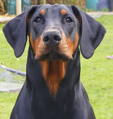 Sculptors Dobermann Kennel - Dog Breeders