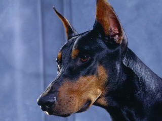 Dobermans - Dog and Puppy Pictures
