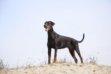 Champion Akc Registered Dobermans And Studding Service - Dog Breeders