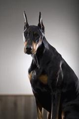 Dobermans - Dog Breeders