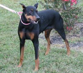 kandjdesert dobermans - Dog Breeders