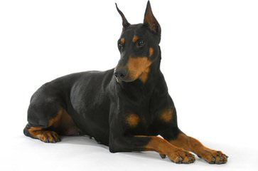 Vor Allem Dobermanns Reg’d - Dog and Puppy Pictures