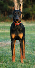 Hunnoterra Dobermann Kennel - Dog and Puppy Pictures