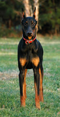 Dobermans - Dog Breeders