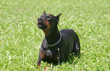 Sculptors Dobermann Kennel - Dog Breeders