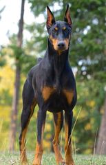 Hydobes By Global Cretaions - Dog Breeders