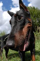 Doberman Von Ryans Luxus - Dog Breeders