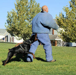 Champion Akc Registered Dobermans And Studding Service - Dog Breeders