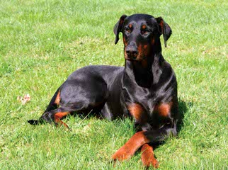 Sierra Dobie Farms - Dog Breeders