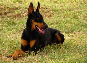 Hunnoterra Dobermann Kennel - Dog and Puppy Pictures