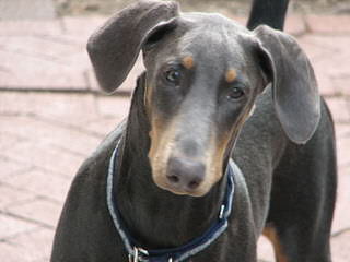 Mossyoak Dobermans - Dog Breeders