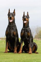 Robert’s Dobies - Dog Breeders