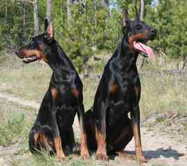 Mossyoak Dobermans - Dog Breeders