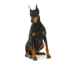 Doberman Von Ryans Luxus - Dog Breeders