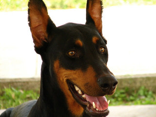 Hunnoterra Dobermann Kennel - Dog Breeders