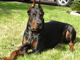 Doodleman Pinchers/Dobermans - Dog Breeders