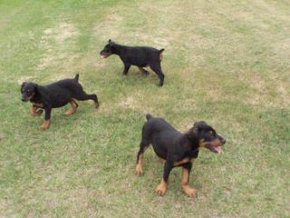 Mossyoak Dobermans - Dog Breeders