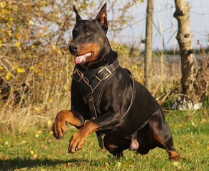 Doberman, Pinscher, Puppies, For, Sale - Dog Breeders