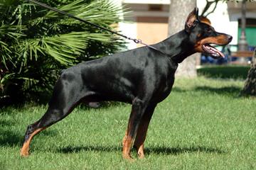 Doberman Von Ryans Luxus - Dog Breeders