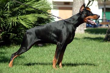 Robert’s Dobies - Dog Breeders