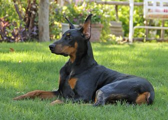 Vor Allem Dobermanns Reg’d - Dog Breeders