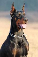 Dobermans Of Distinction - Dog Breeders