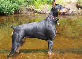 Champion Akc Registered Dobermans And Studding Service - Dog Breeders