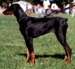 Champion Akc Registered Dobermans And Studding Service - Dog and Puppy Pictures