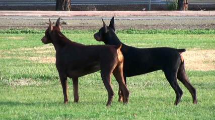 Europeandobermanstud Inc. - Dog Breeders