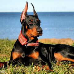 shady grove dobermans