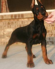 Dawhenya Dobermans - Dog Breeders